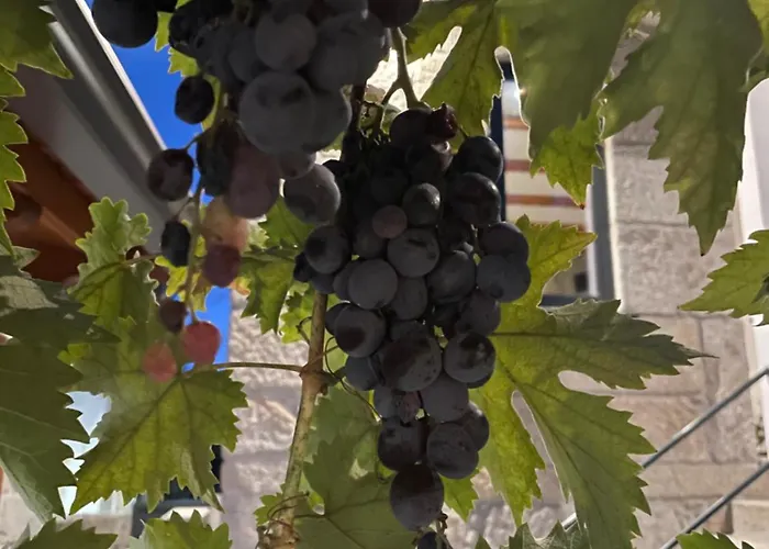 別荘 Casa Videira *